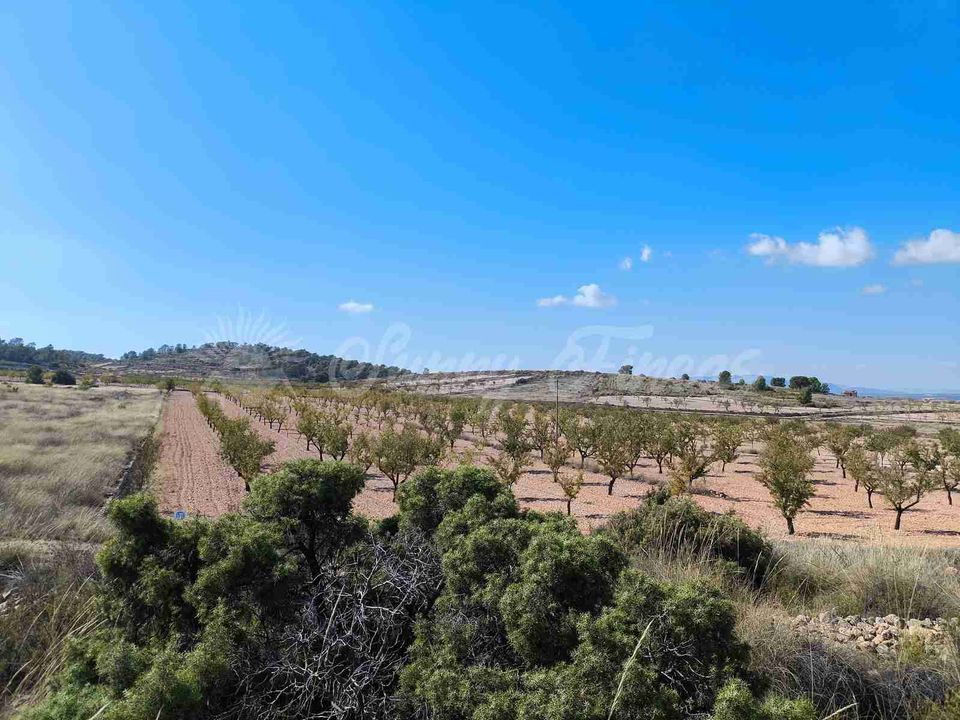 Helårsgrund i Jumilla, Murcia - foto 5